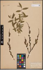 Foto von Salix daphnoides Vill. x Salix repens L.
